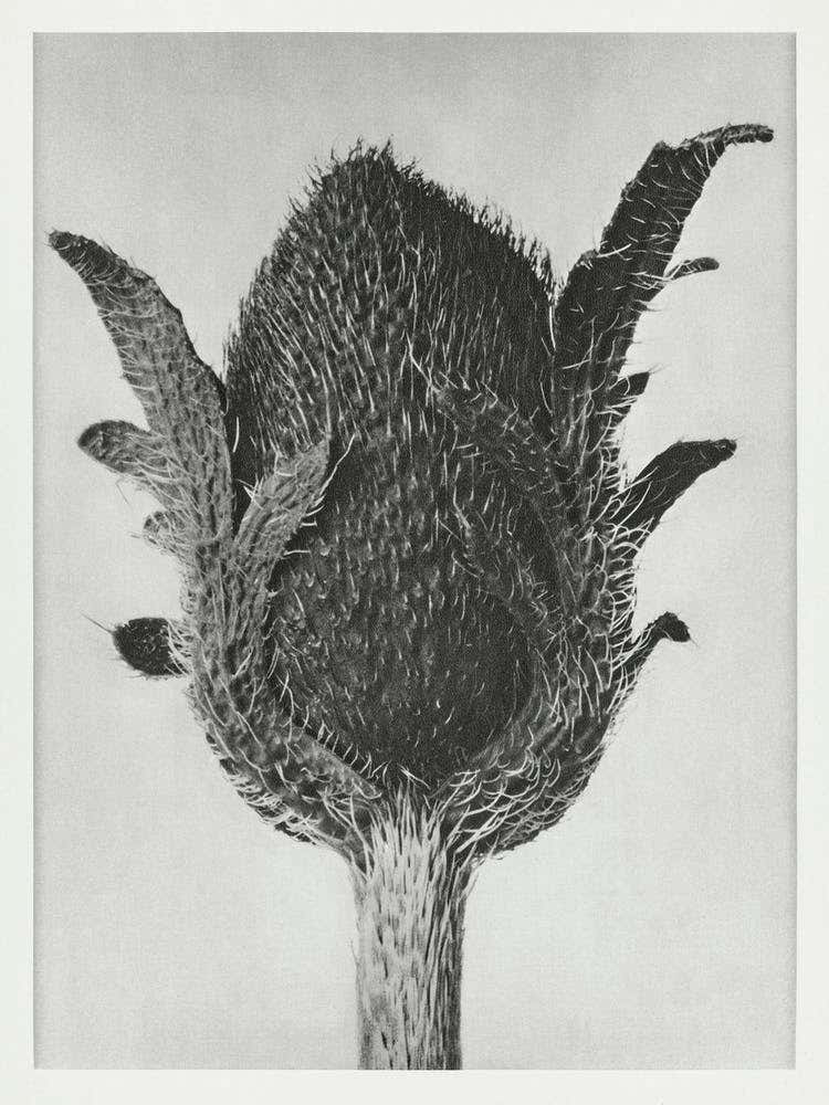 Oriental Poppy) (1928), Karl Blossfeldt