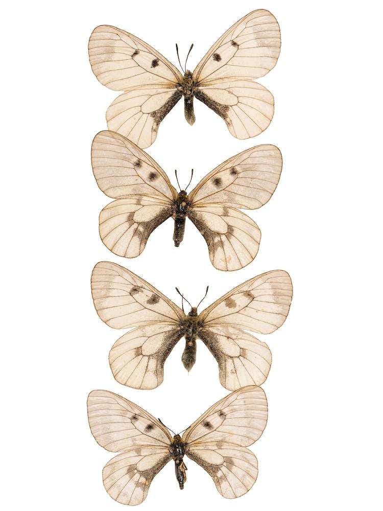 Row Of 4 Butterflies