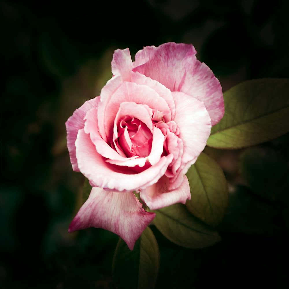Lone Pink Rose in a Spring Garden