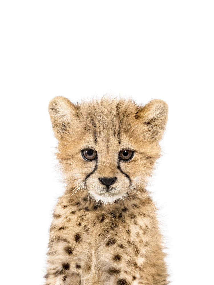 Baby Cheetah