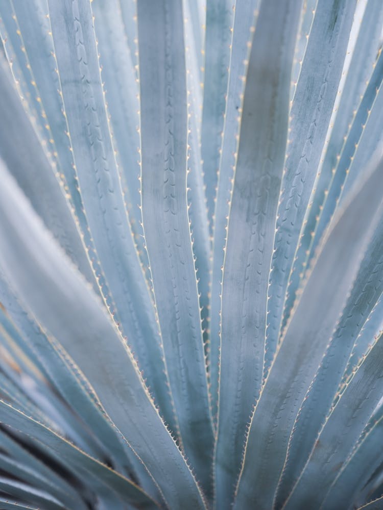 Pastelblue aloe vera leaves in a pattern - mexico nature and travel photography by Christa Stroo Photography