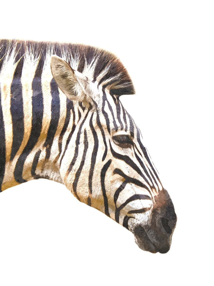 Zebra Profile Watercolor