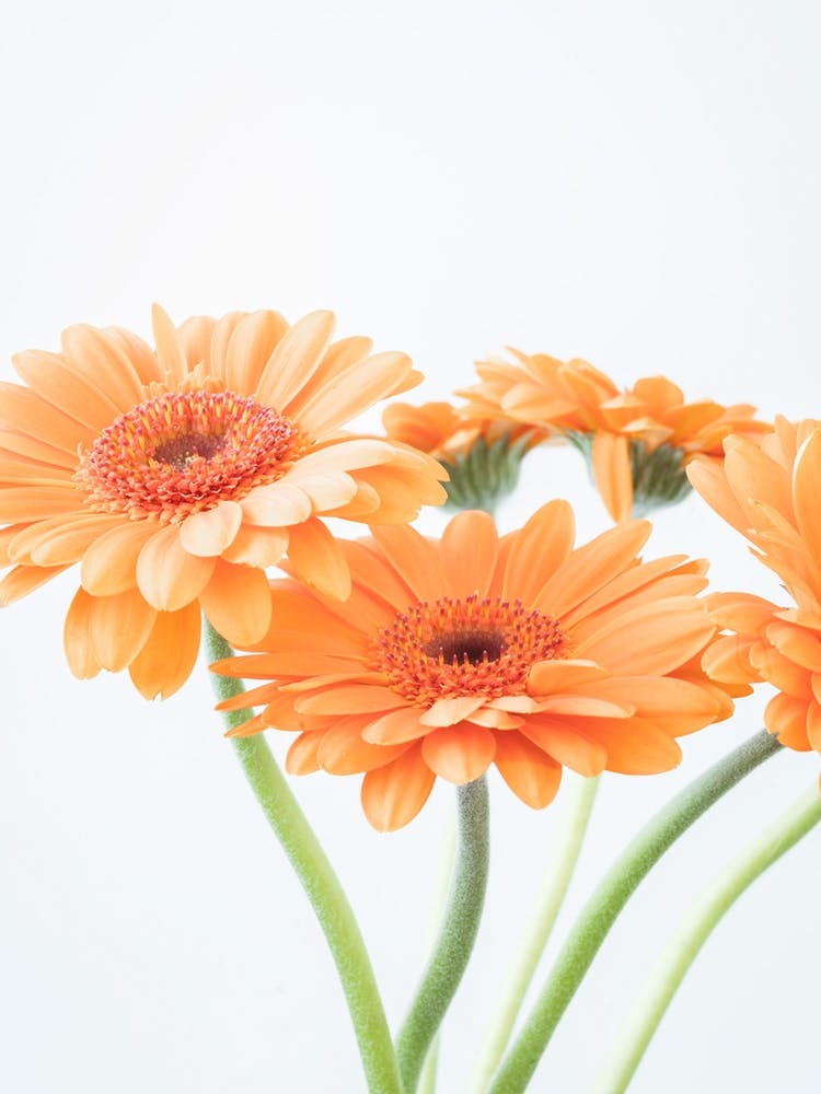 Bright blooming beauties pastel orange gerberas - peach fuzz trend flowers nature and travel photography by Christa Stroo