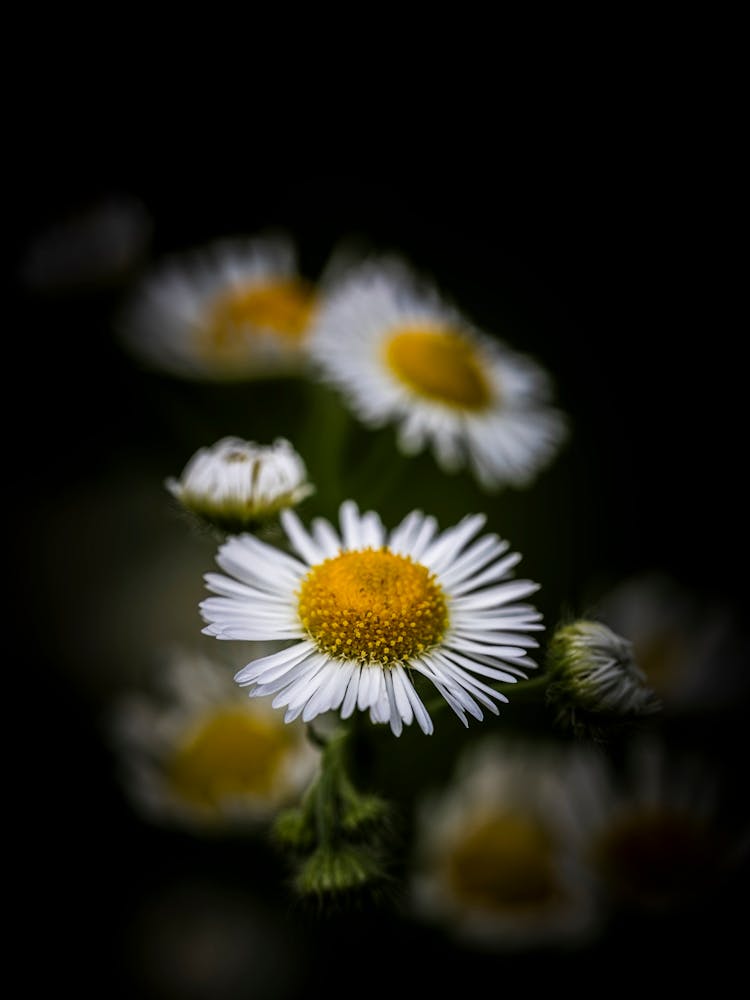 without darkness there can be no light