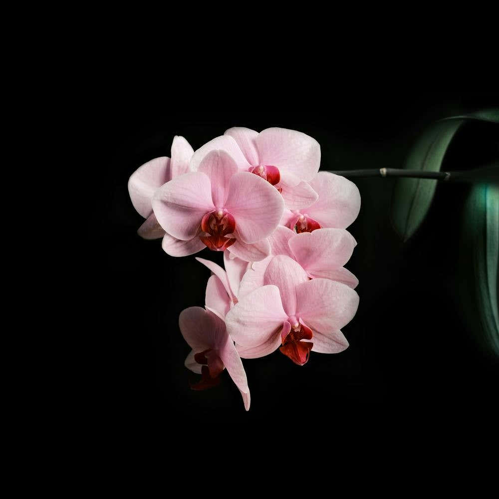 Blooming Orchid // Nature Photography