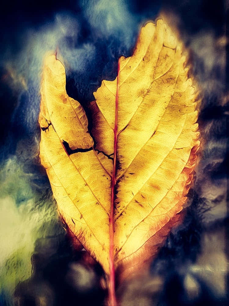 Decaying Fallen Leaf