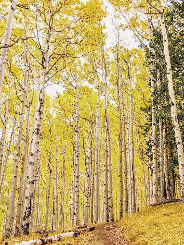 Aspen Tree Forest