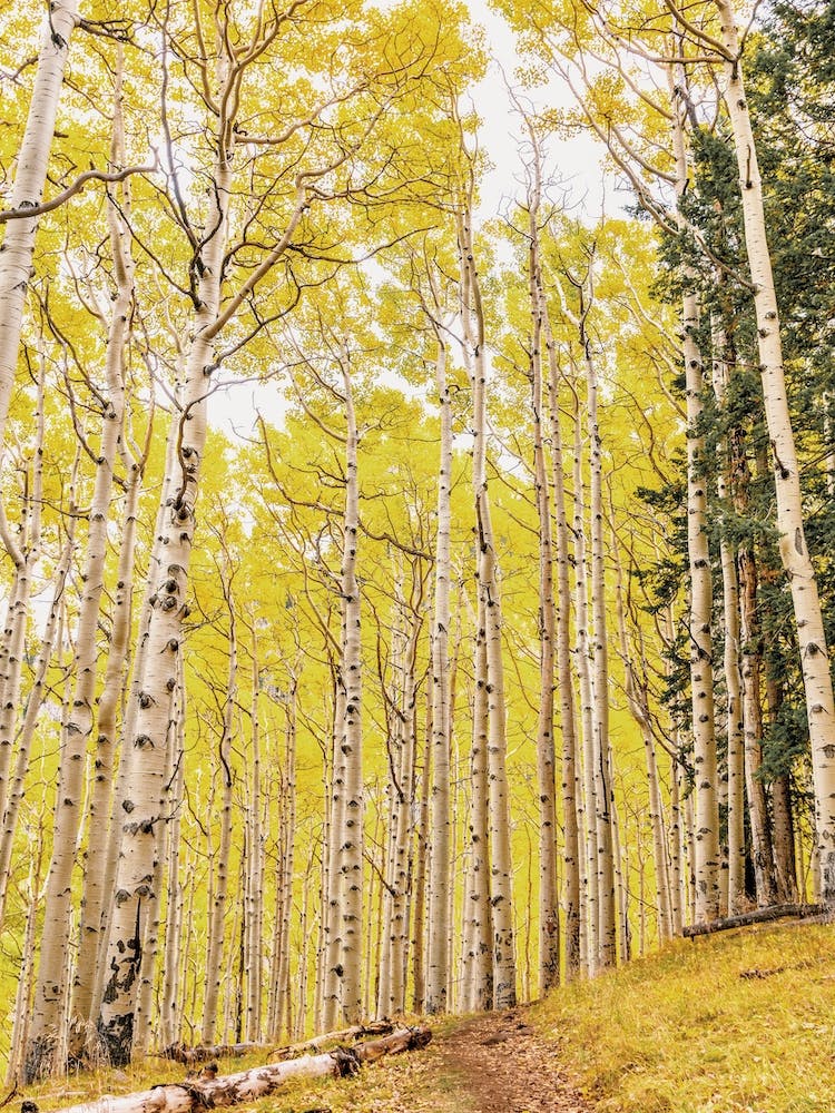 Aspen Tree Forest