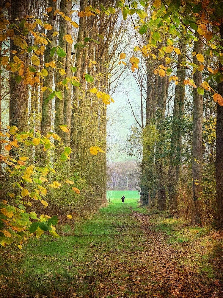 Autumn Woodland Walk
