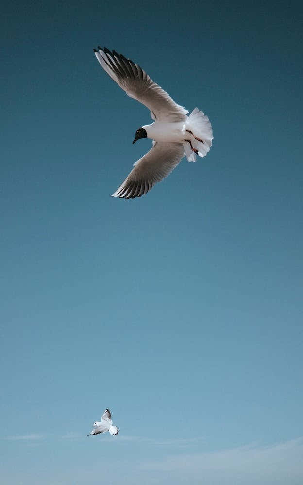 Sea Gulls