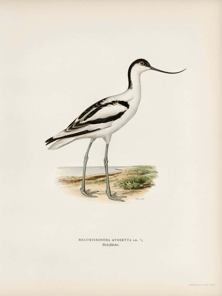 Pied Avocet, The Von Wright Brothers