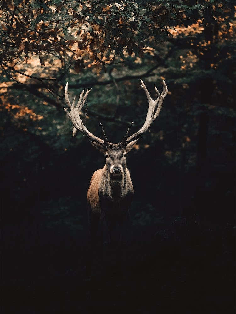 Red Stag In Forest