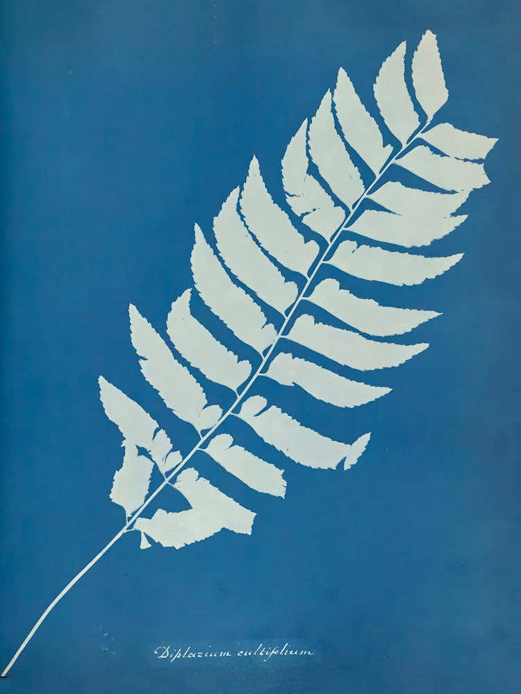 Fern Leaf 7
