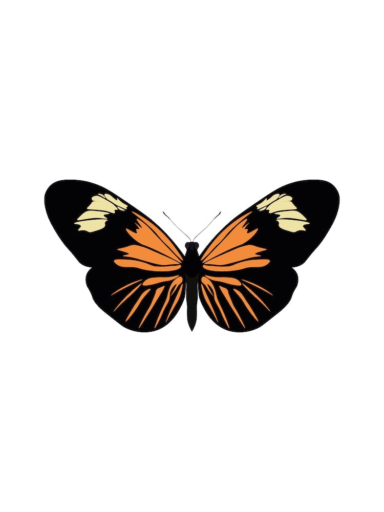 Heliconius Burneyi Butterfly