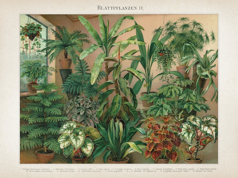 Vintage Meyers 5 Blattpflanzen 4