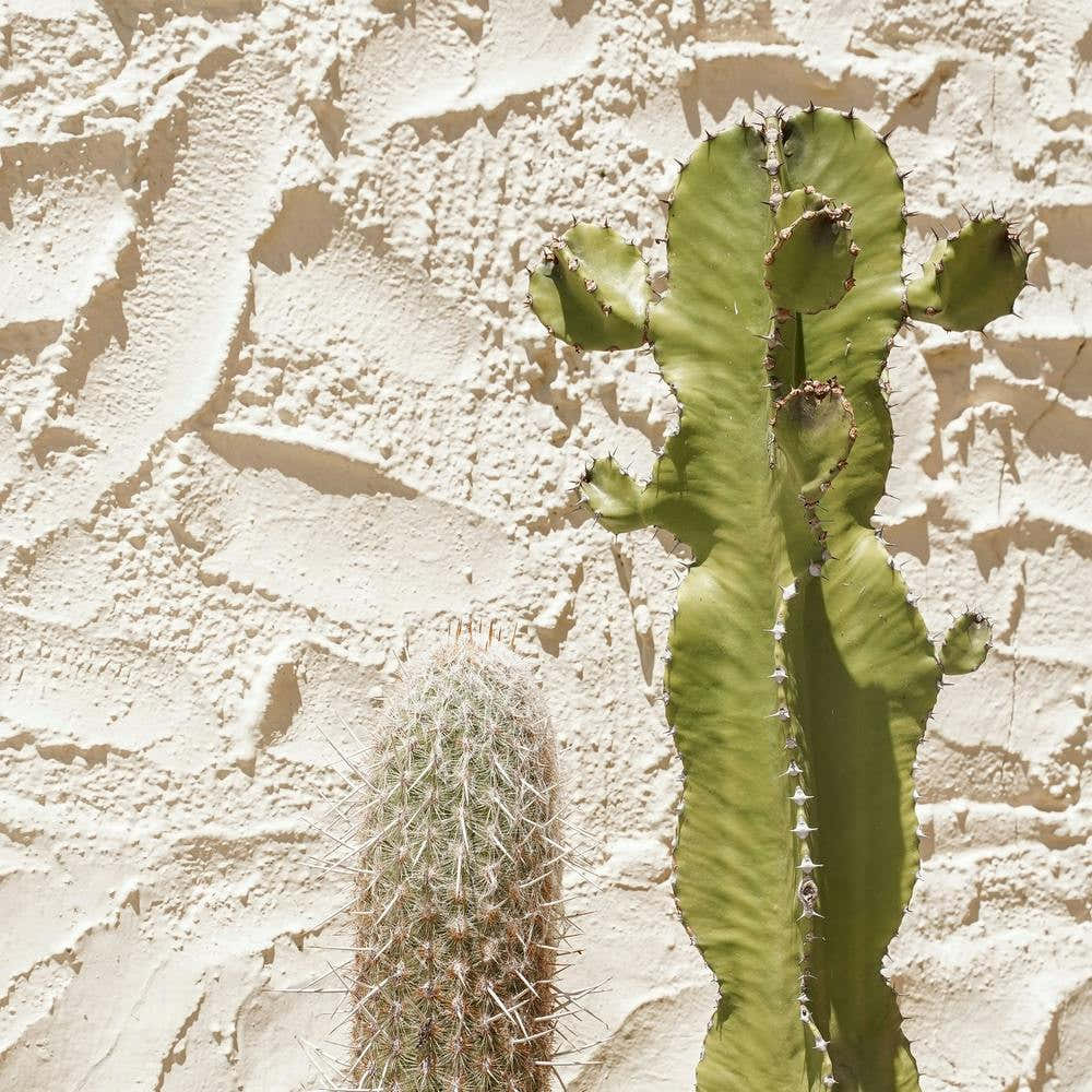 Cactus Plants Square