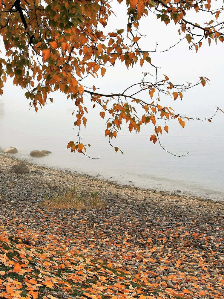 Autumn Leaves On The Beach