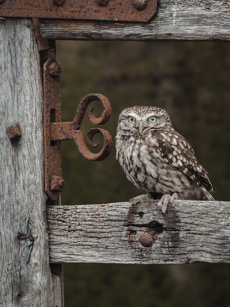 Burrowing Owl On Fence