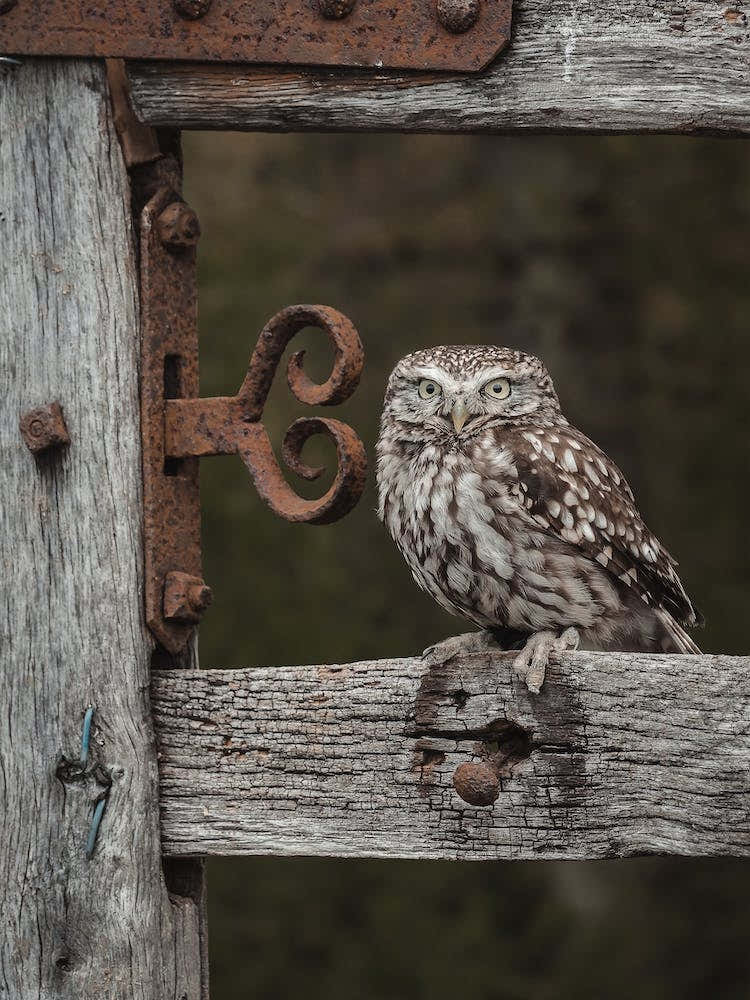 Burrowing Owl On Fence