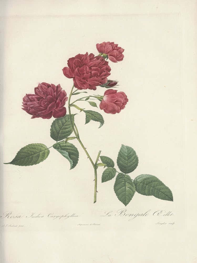 Rose Illustration, Pierre Joseph Redoute (82)
