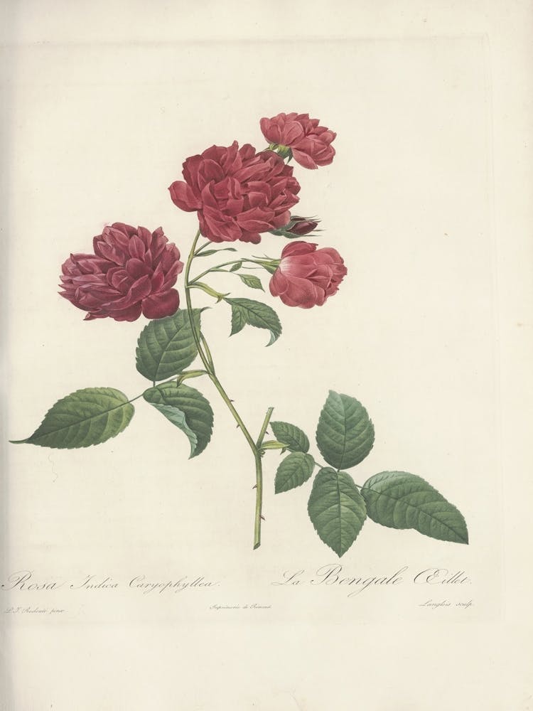 Rose Illustration, Pierre Joseph Redoute (82)