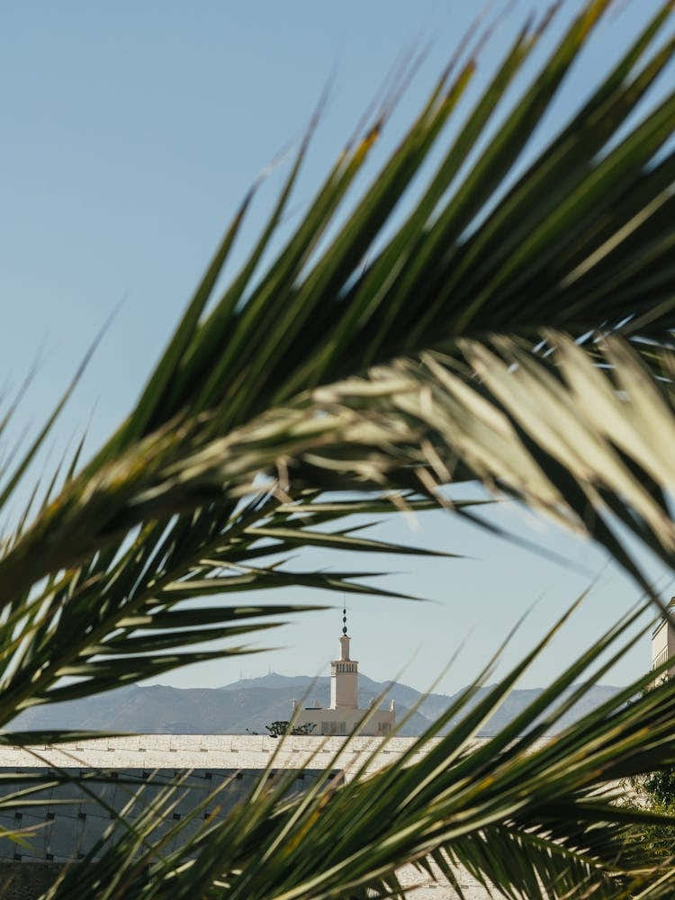 Palm tree look through, Malaga, Spain 1