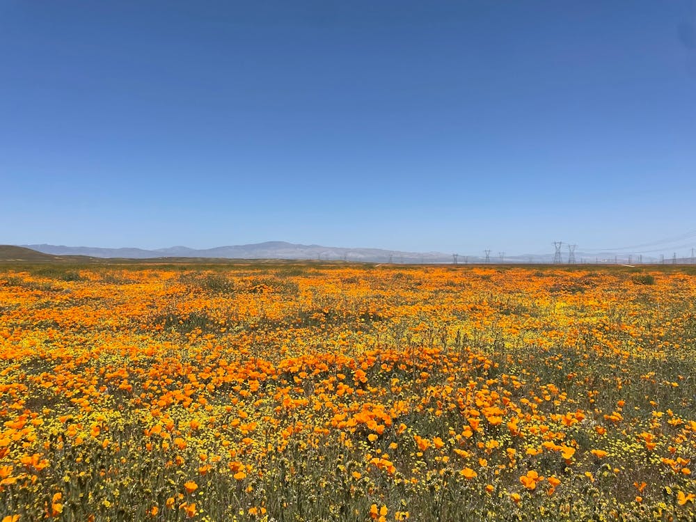 Antelope Valley - poppy flower field