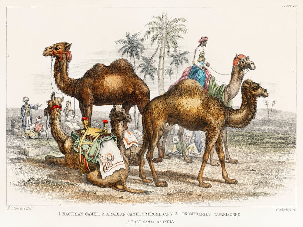 Bactrian Camel, Arabian Camel Or Dromedary, Dromedaries Caparisoned, And Post Camel Of India, Oliver Goldsmith
