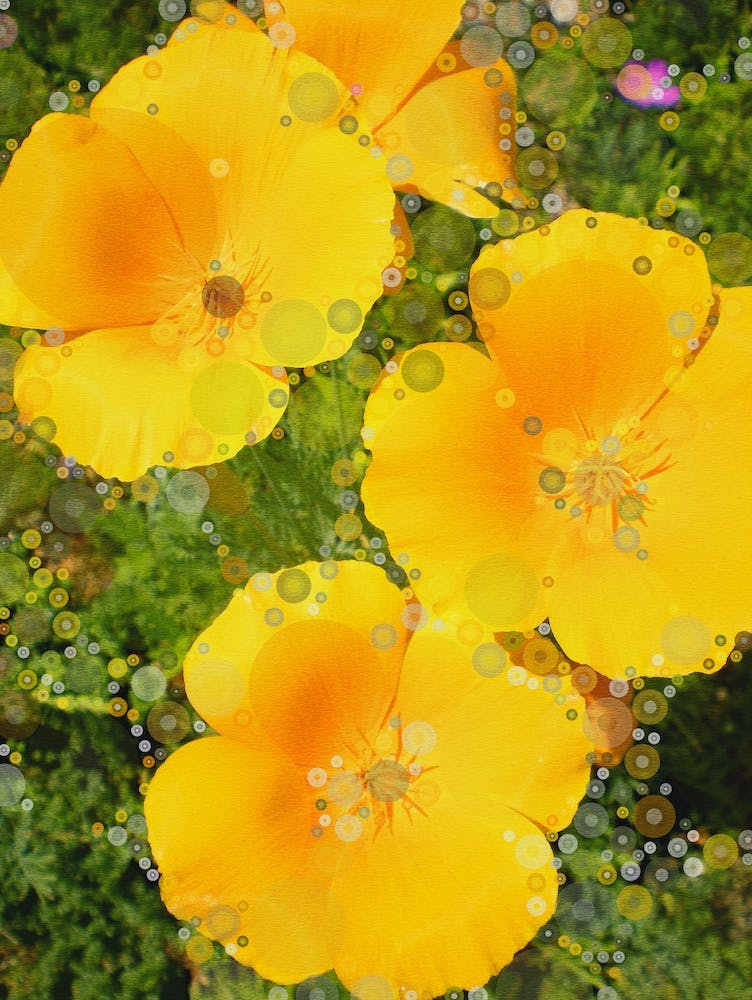 California Poppies