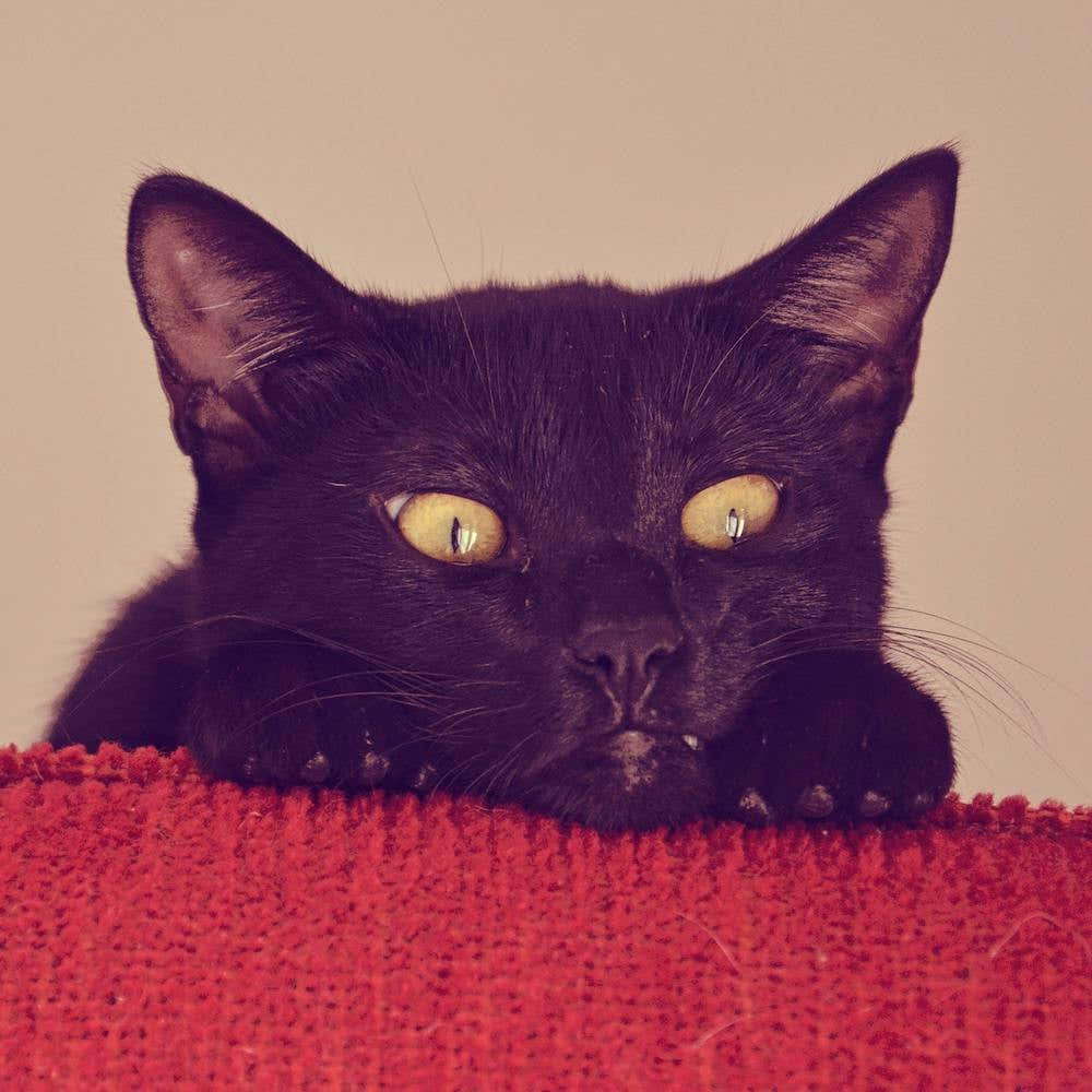 The Black Cat Square