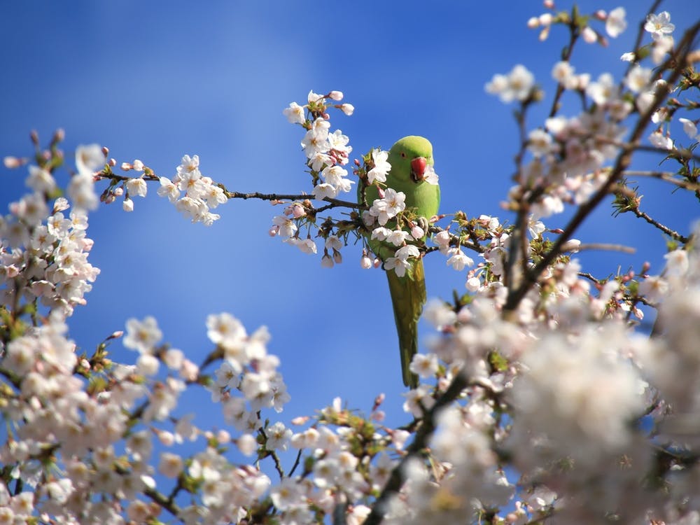 Blossom Parrot