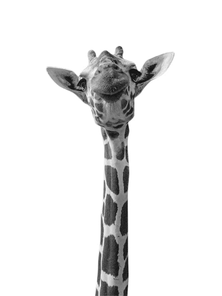 Giraffe Animals Portrait