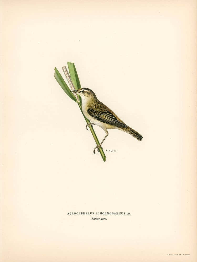Sedge Warbler, The Von Wright Brothers