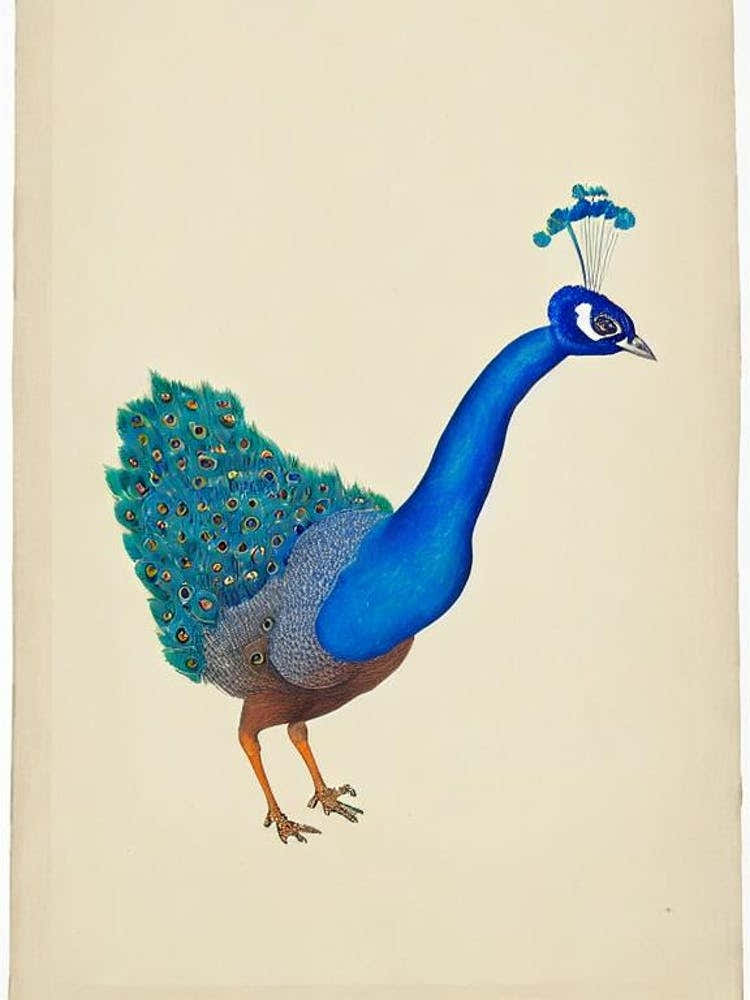 Peacock Illustration Bird