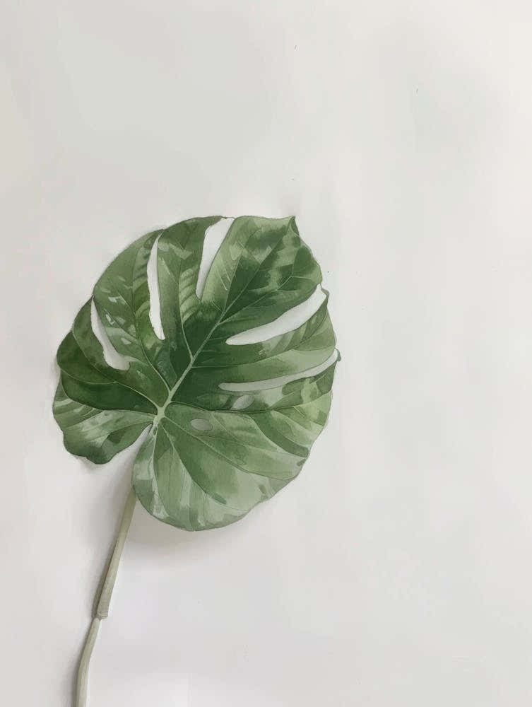 Monstera Leaf 1