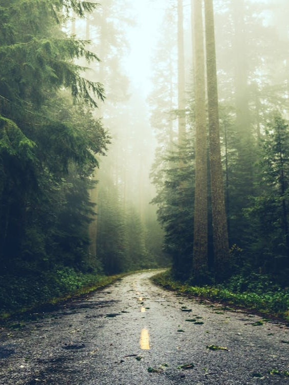 A Long Way Home - Redwood Forest Road