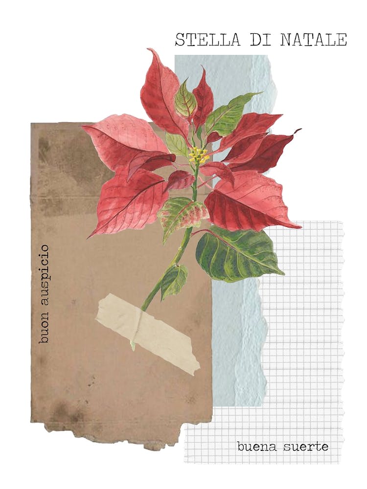 Stella Di Natale