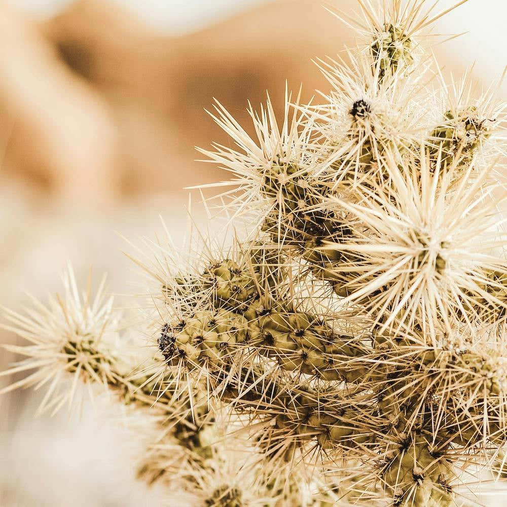 Sharp Cactus Spines Square