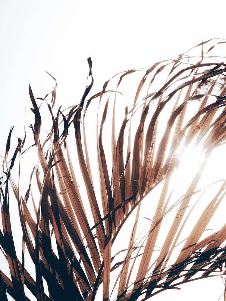 Dried Palm Leaf