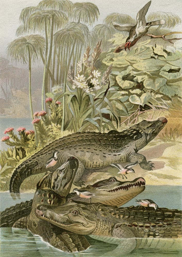 Vintage Brehm 1 Krokodil