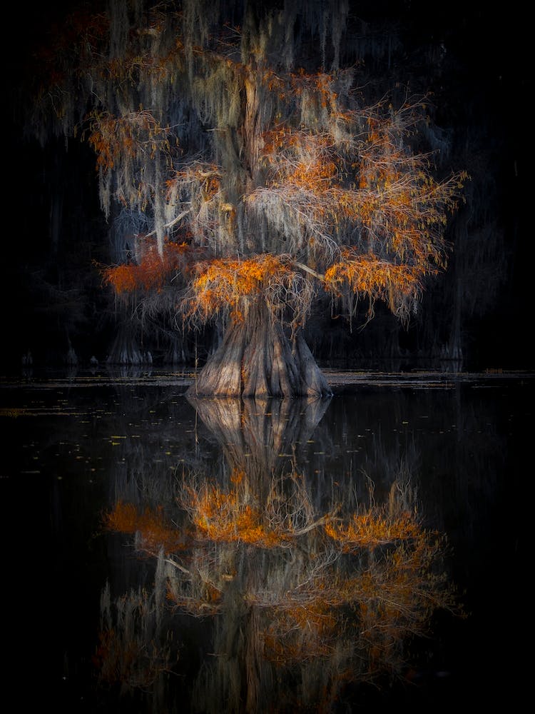 Cypress Reflection