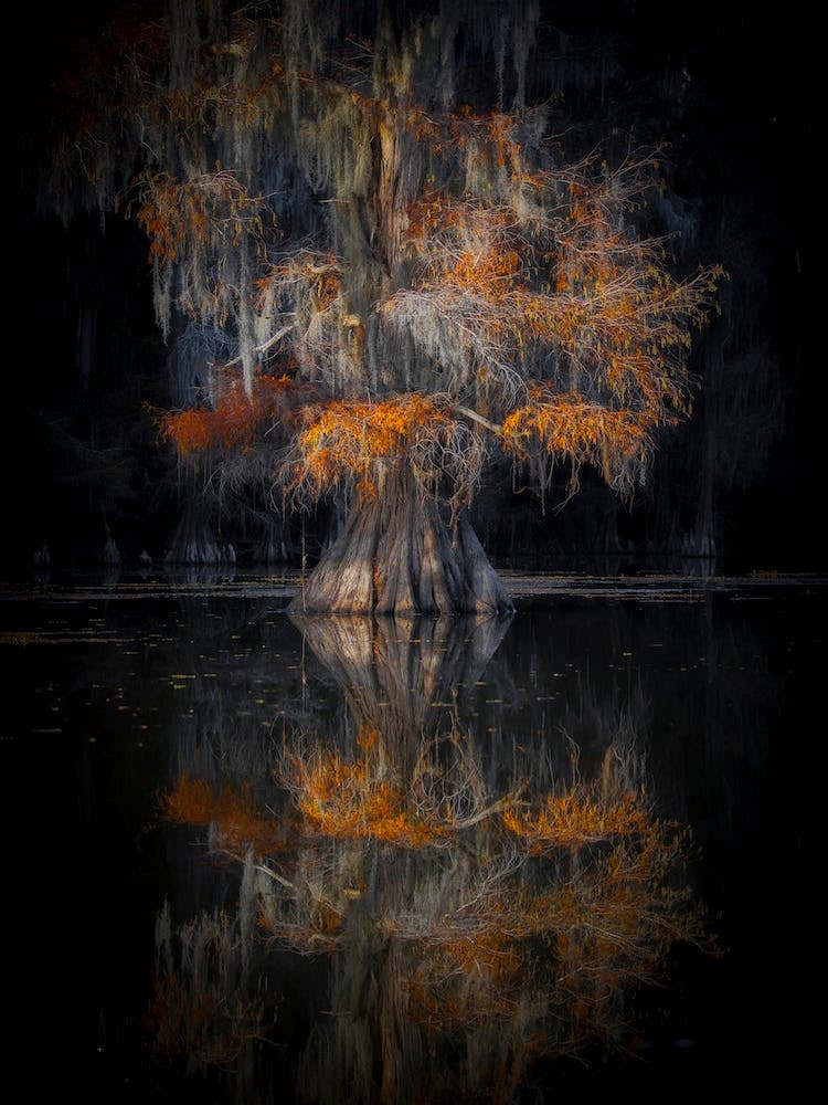 Cypress Reflection