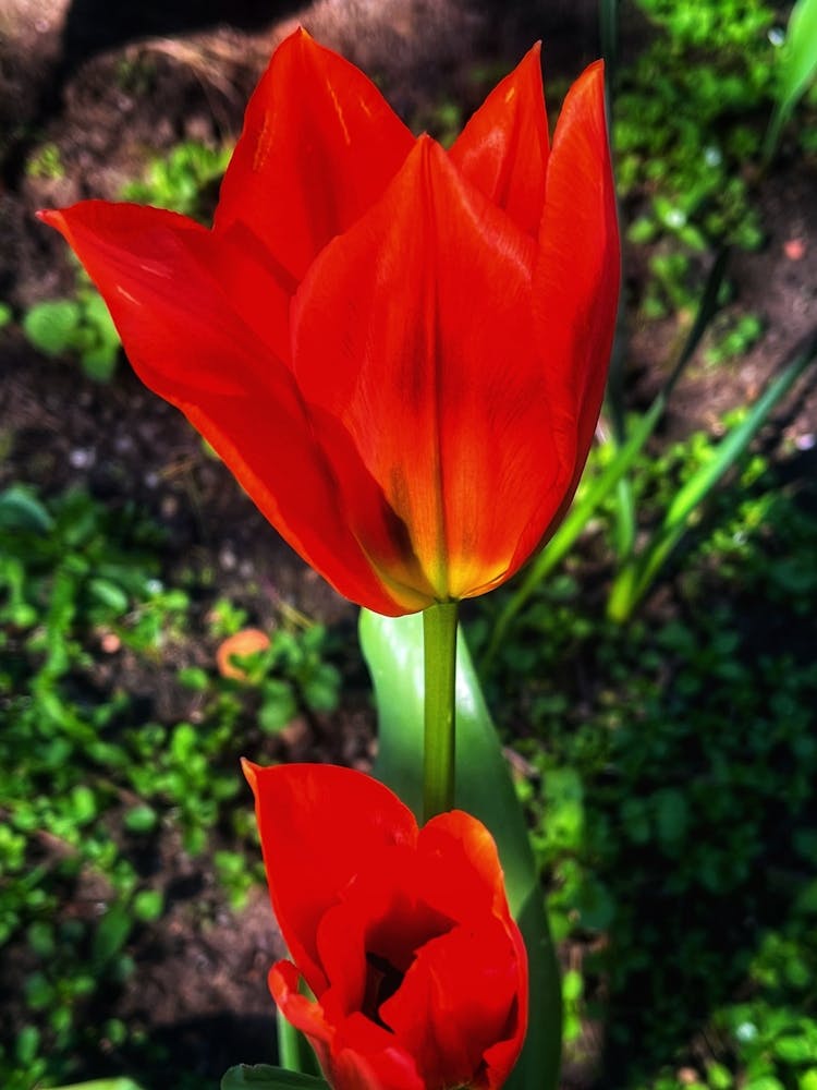 Red Tulips In The Sun