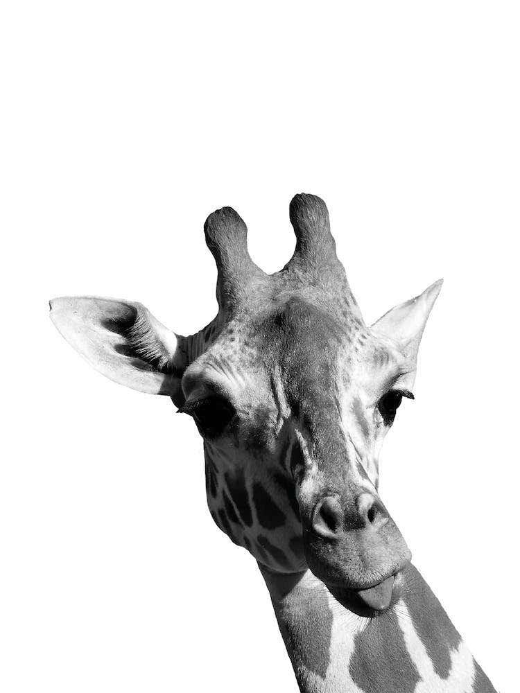 Monochrome Giraffe