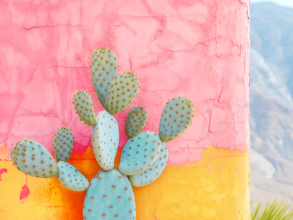 California Dreaming - Cactus Colorwall II