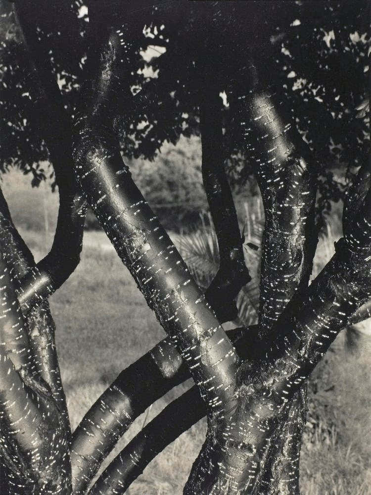 The Dancing Trees (1922), Alfred Stieglitz