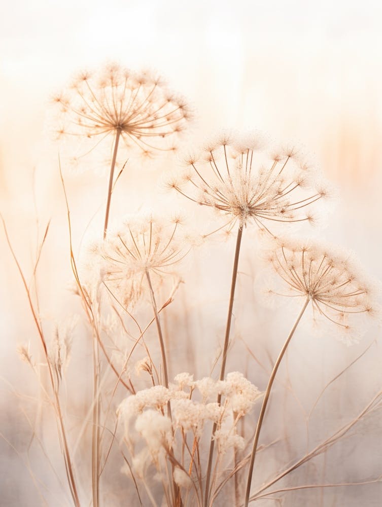 Boho Dried Flowers Queen Annes Lace 1