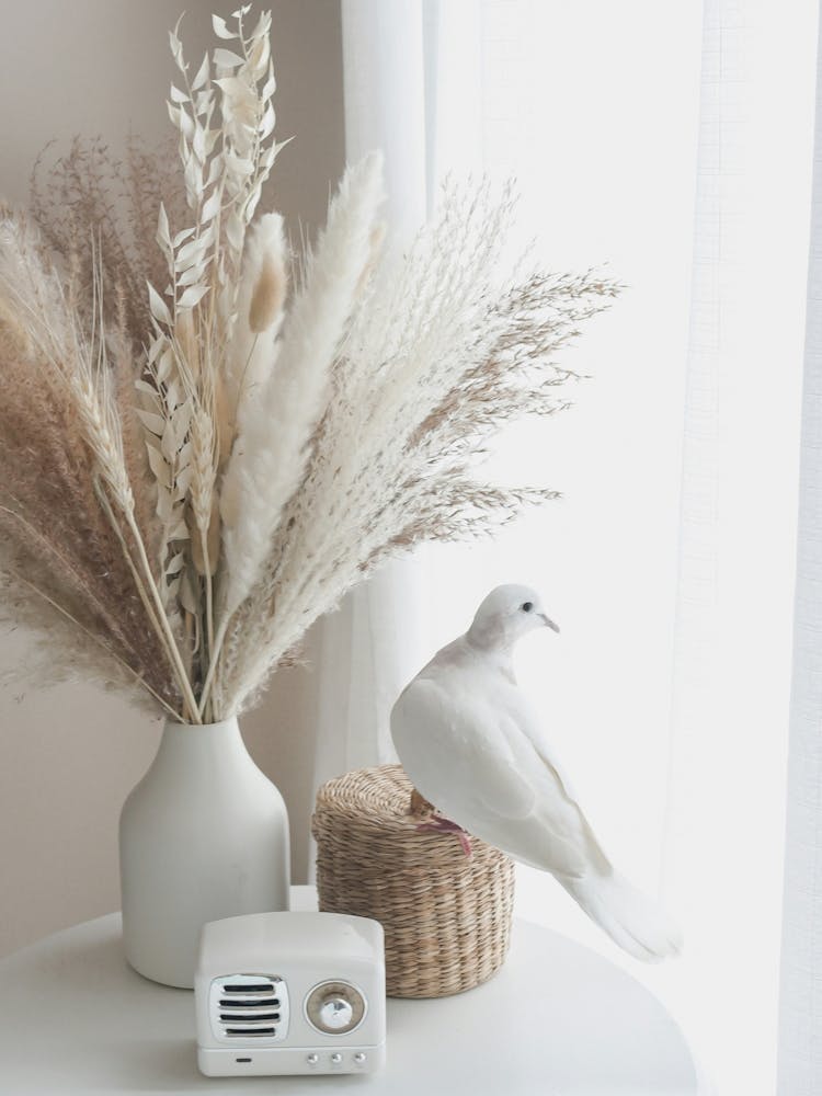 Dove On A Table