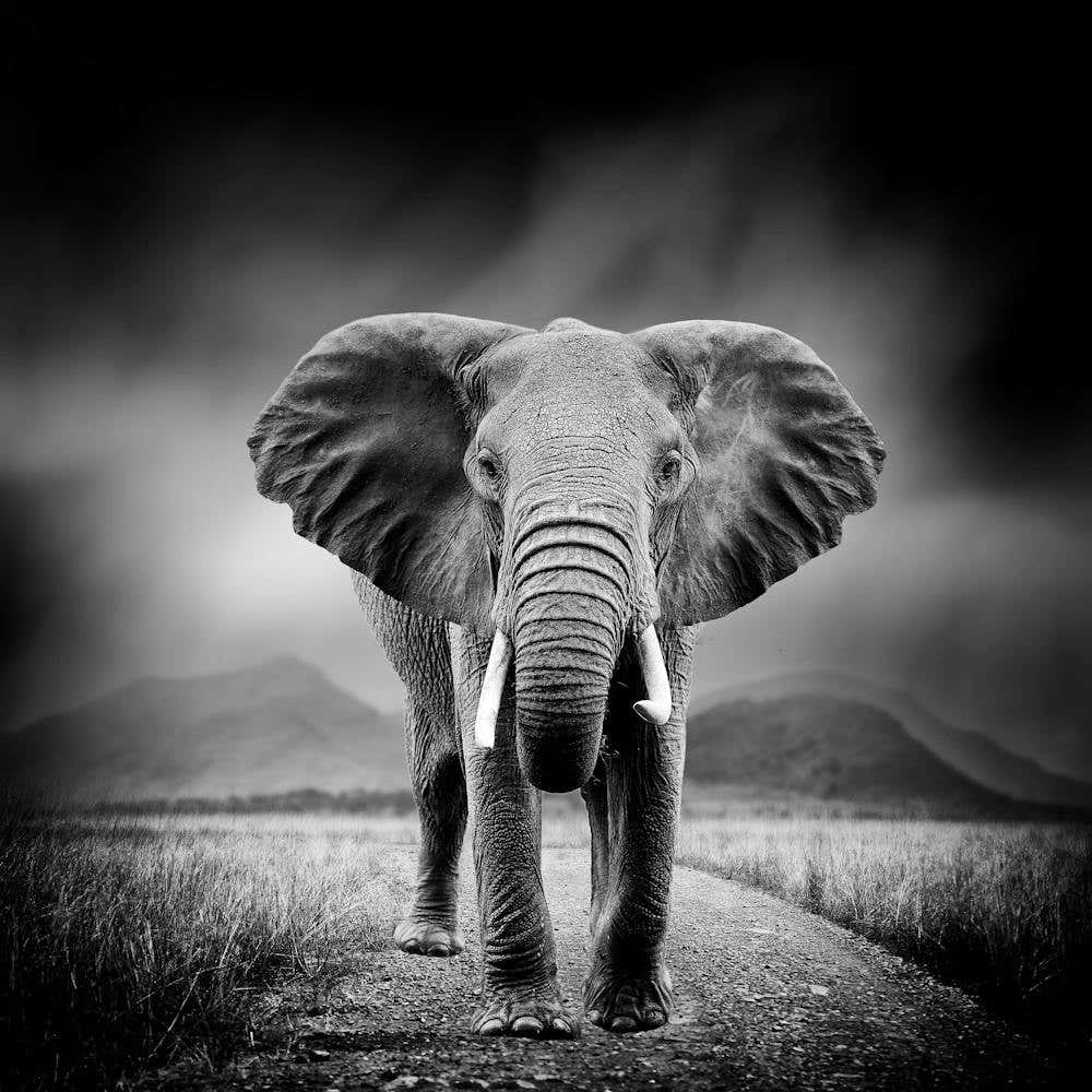 Black And White Elephant 1