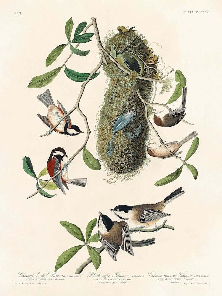 Chesnut Backed Titmouse, Birds Of America, John James Audubon